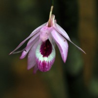 Dendrobium maccarthiae Thwaites